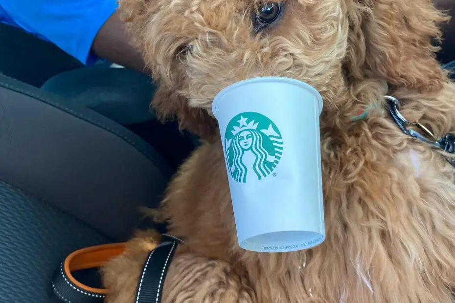 poodle having puppuccino