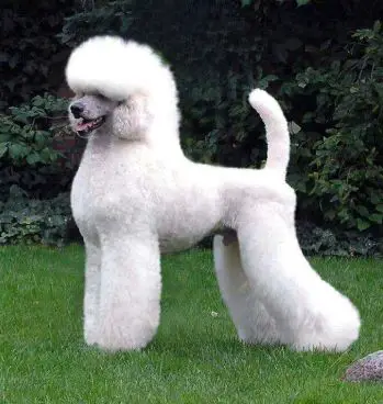 An adult male standard poodle