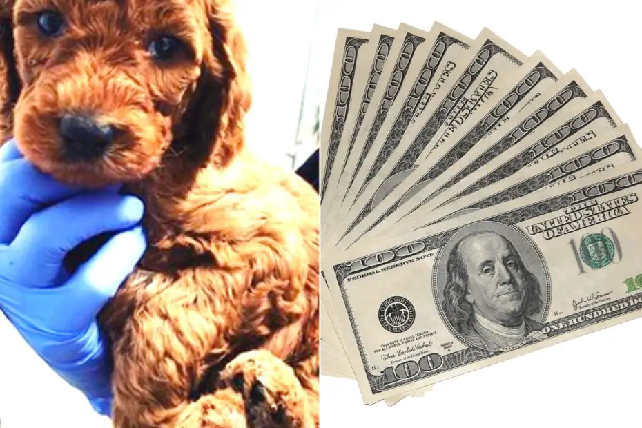cost of standard poodle