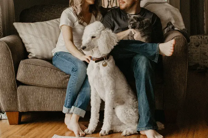 family with standard poodle