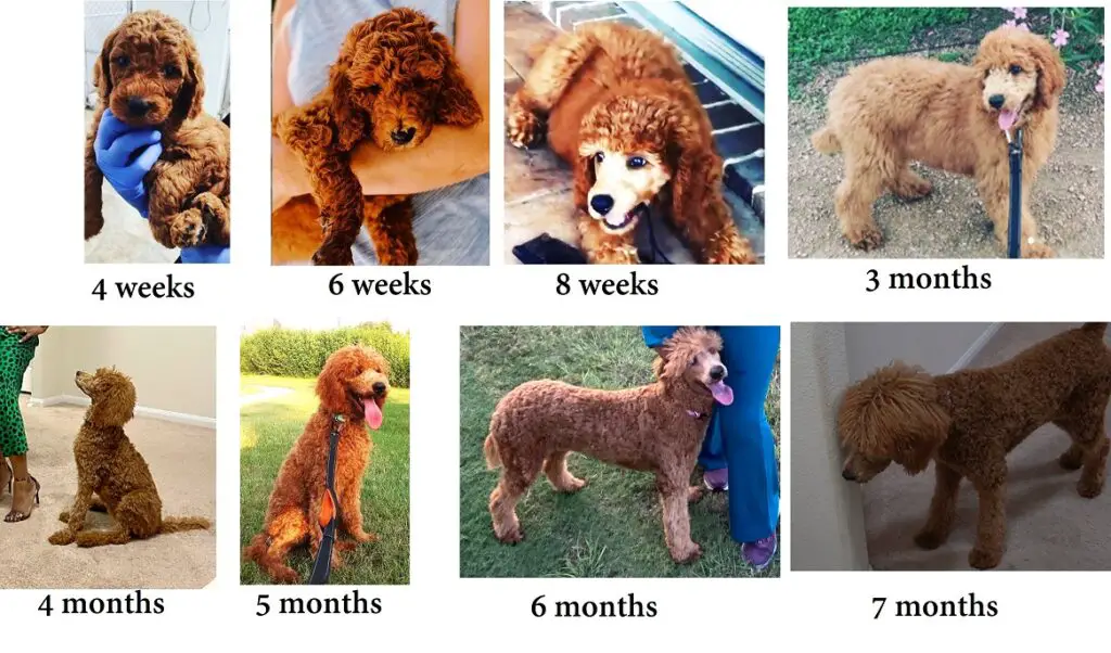 Growth Stages of my standard poodle in pictures
