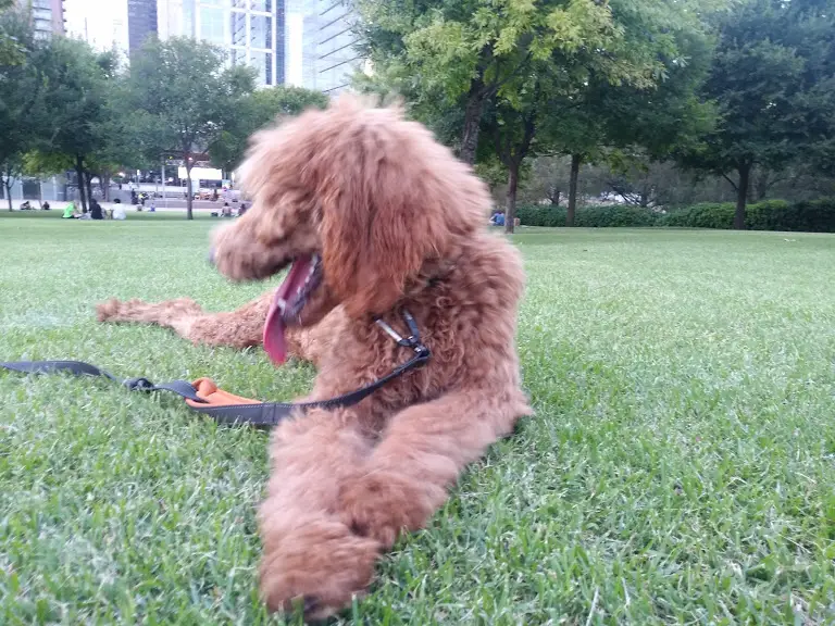 poodle at park