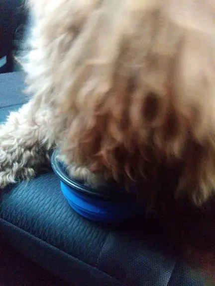 poodle hydrating in the car