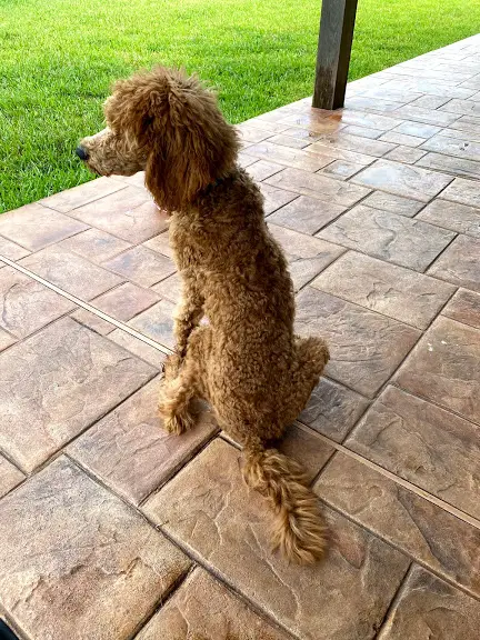 our poodle in our backyard