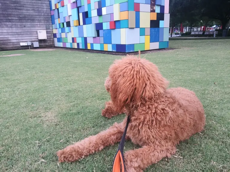 poodle looking at structural art