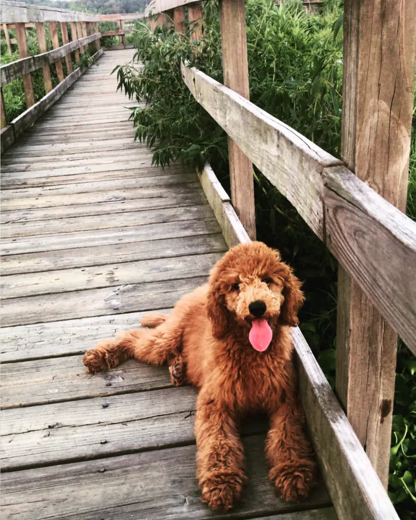 poodle laying on a bridge