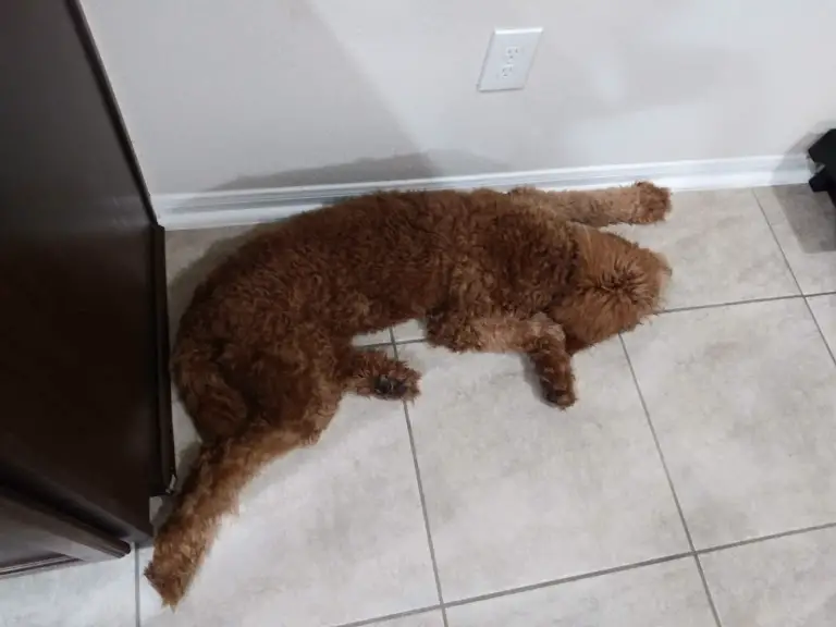 worn out poodle