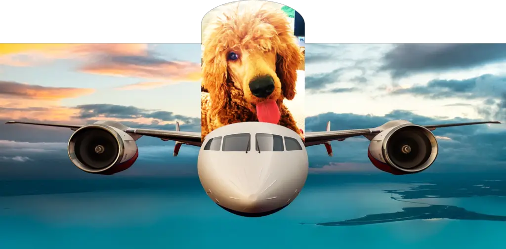 poodle flying on a plane