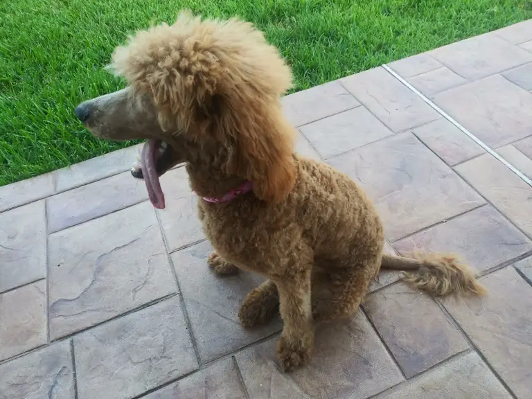 poodle new haircut
