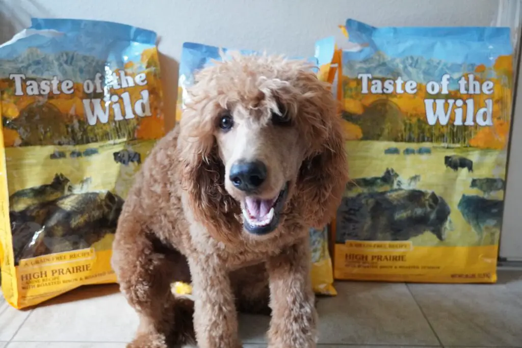 standard poodle with food