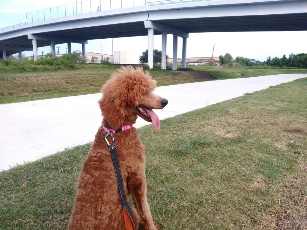 Poodle on walking trail