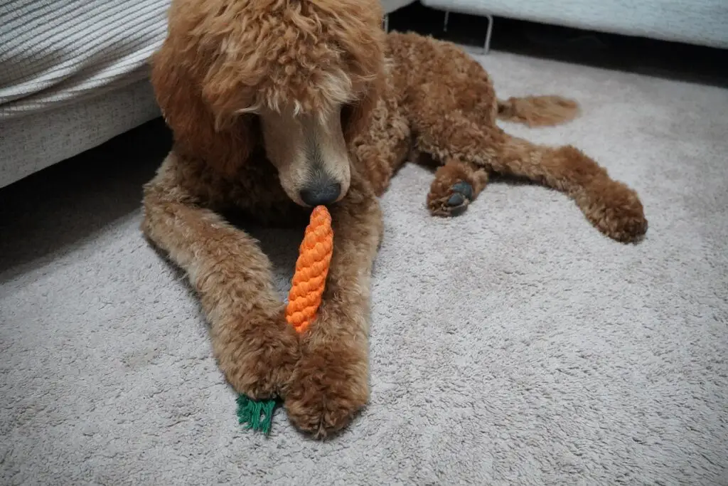my poodle playing with her toy carrot