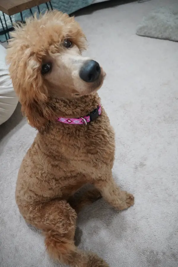 new poodle collar