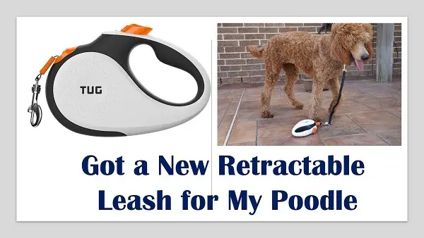TUG retractable leash for standard poodles