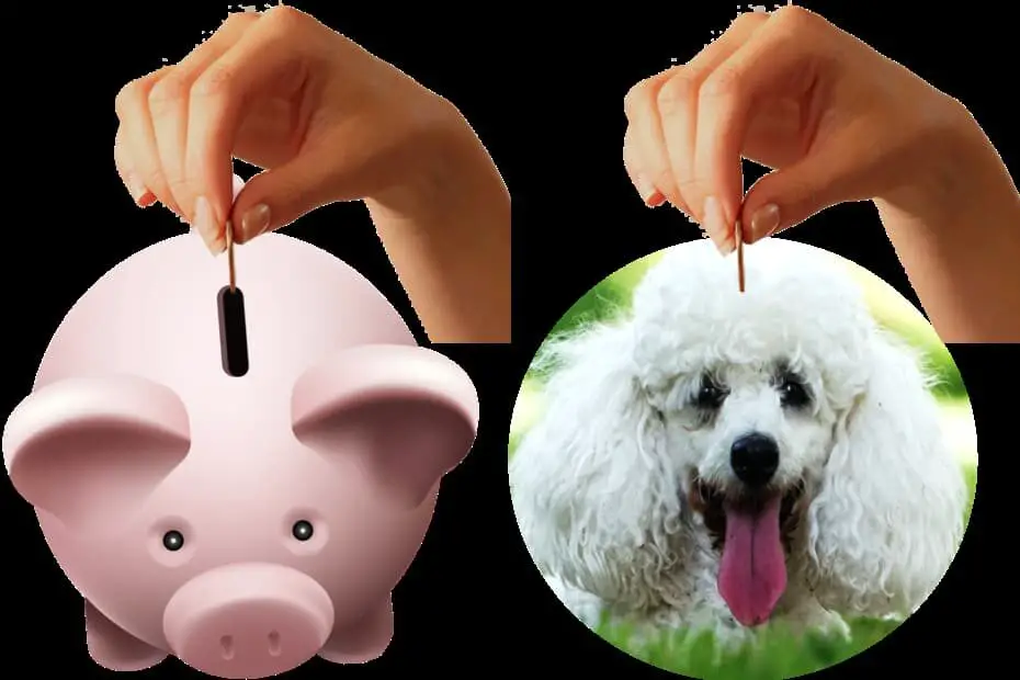 saving money for a toy poodle