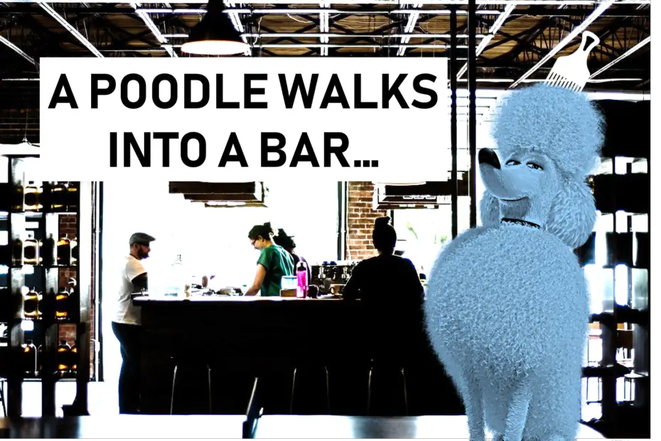 funny poodle picture