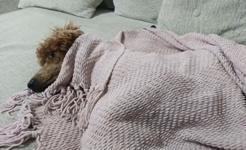 poodle laying under blanket
