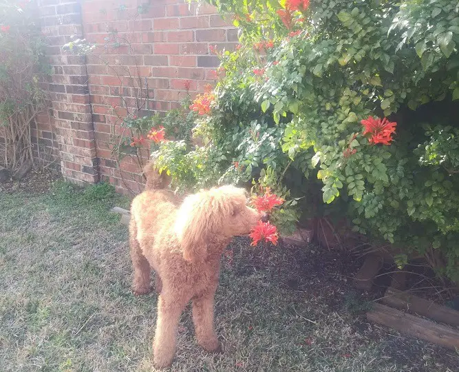 puppy sniffing plant