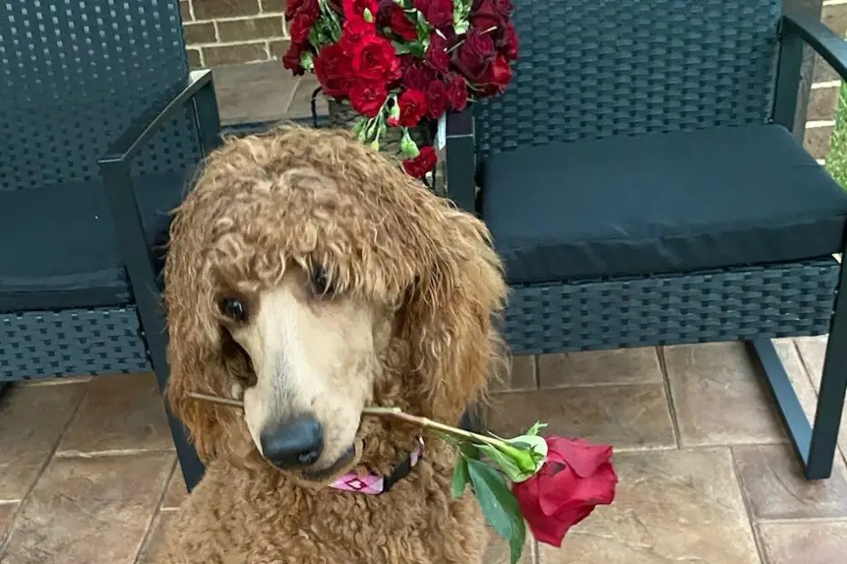 poodle holding rose flower in mouth