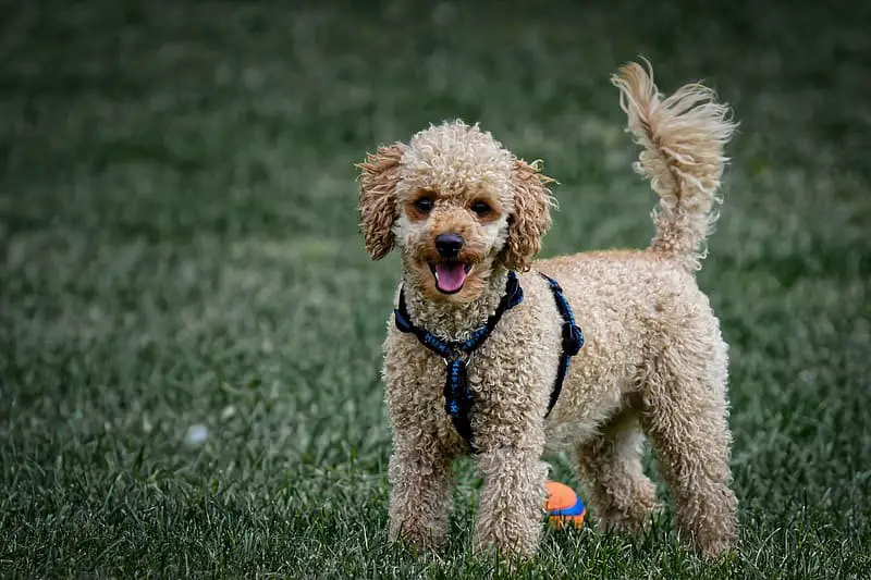 toy poodle in a field