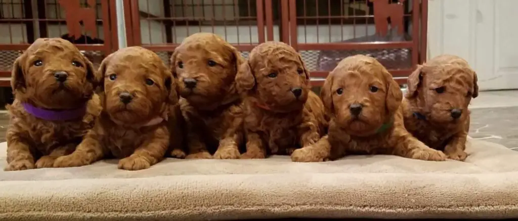 toy poodle litter