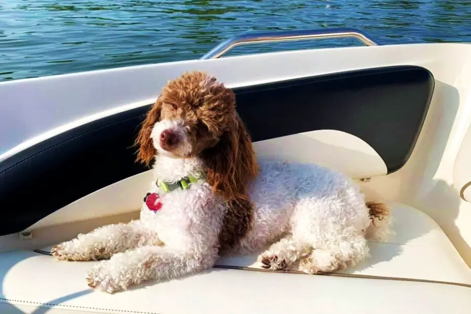 Toy Poodle on a Boat
