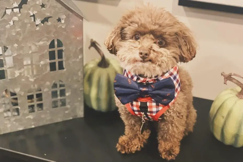 toy poodle with bow tie