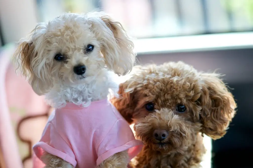 two toy poodles