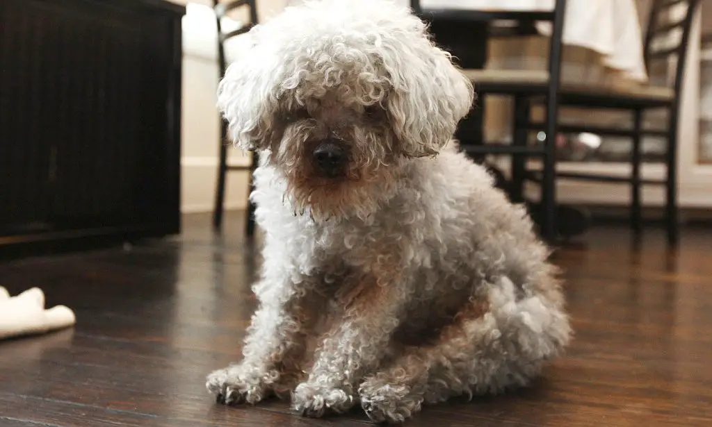uncle chi-chi world oldest dog is a toy poodle