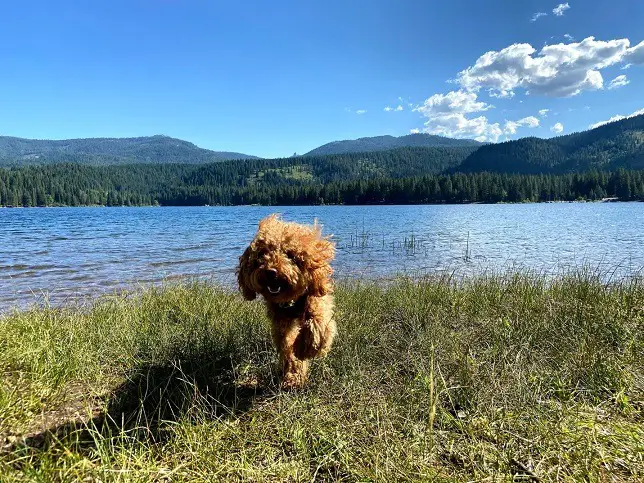 toy poodle playing by lake and mountain