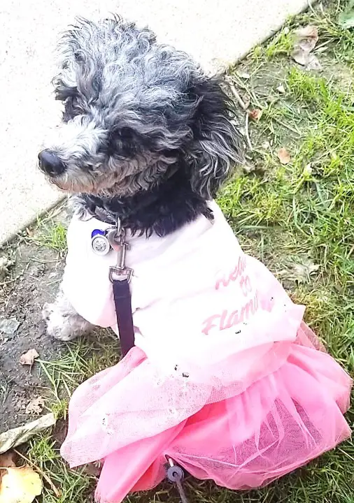 Merle poodle in a pink dress