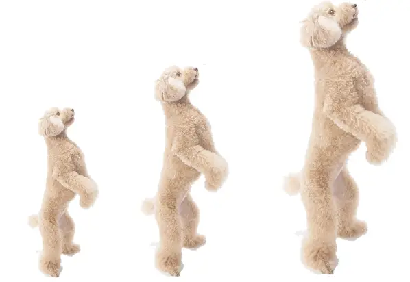 different sizes of miniature poodle