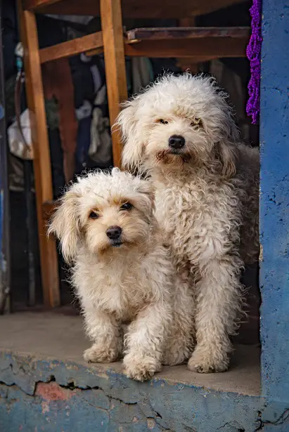 two miniature poodles