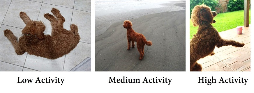 activity levels of poodles: low, medium, high