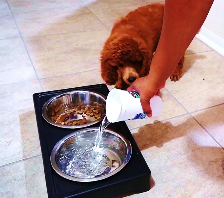 giving water to poodle in a bowl
