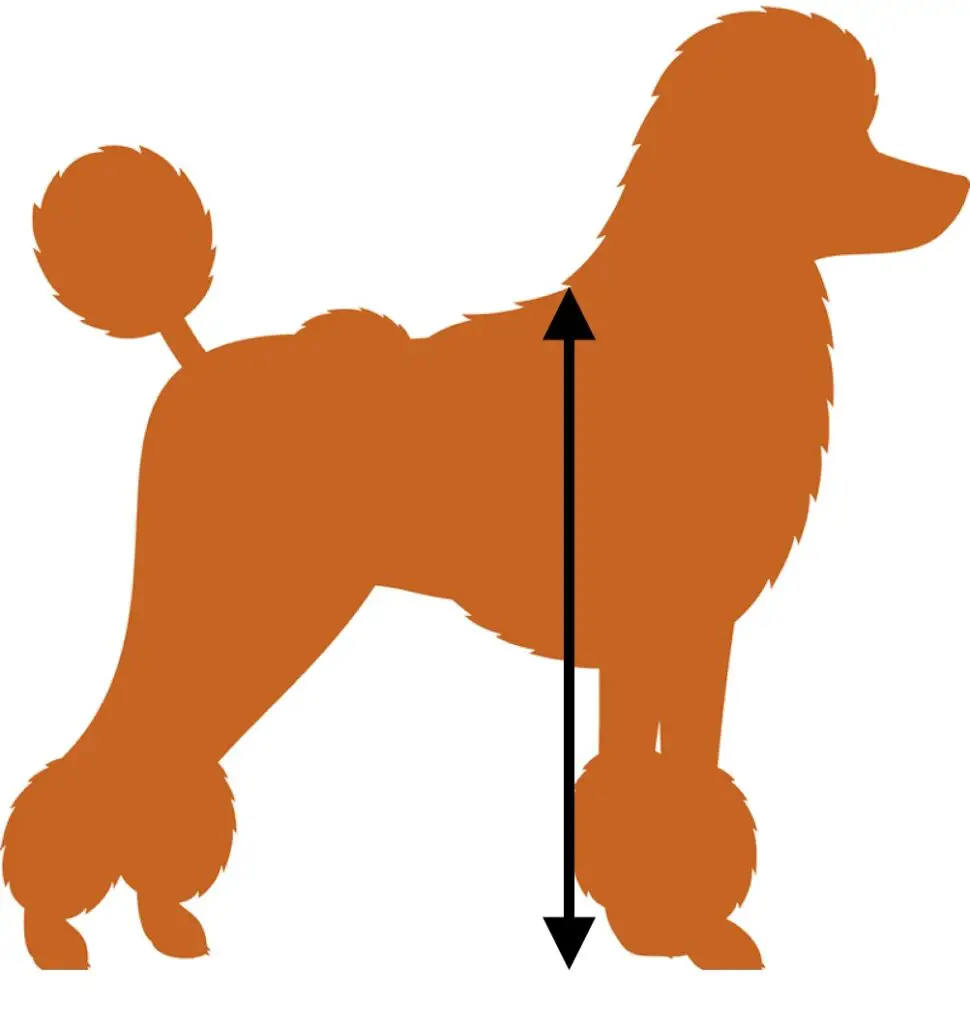 how to measure standard poodle height