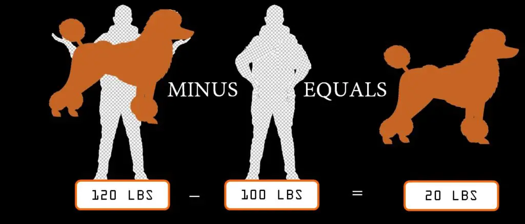 how to weigh a standard poodle