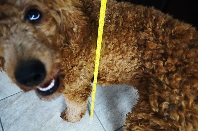 measuring standard poodle size