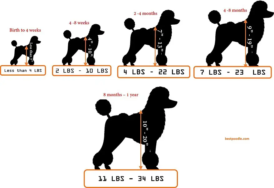 moyen poodle weight and height chart