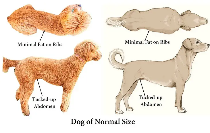 poodle of normal ideal body size