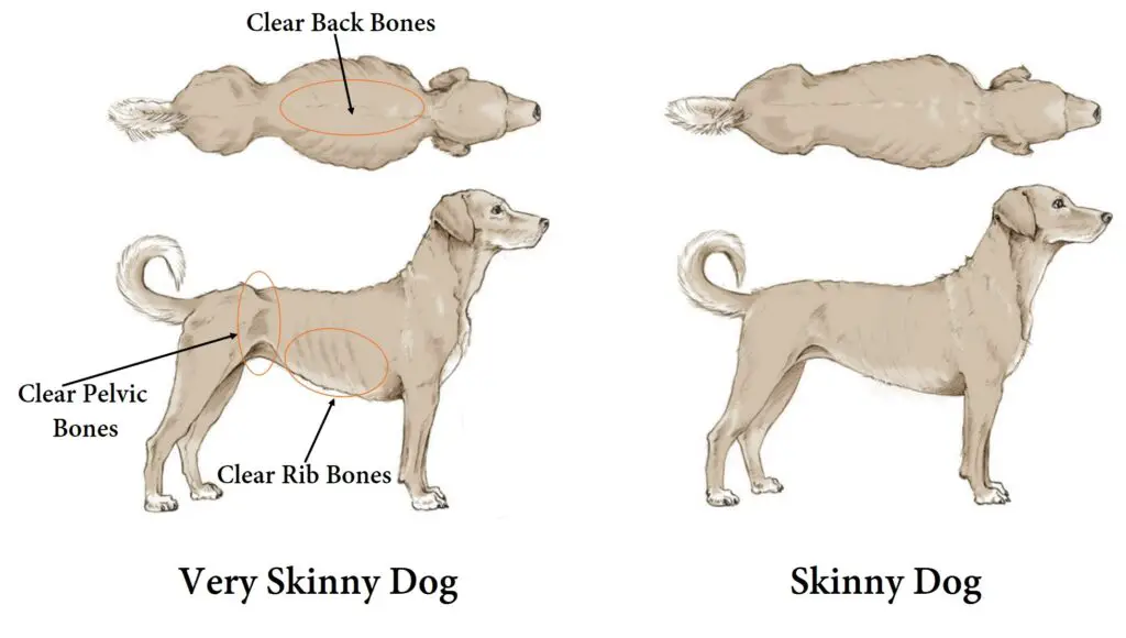 how a skinny standard poodle will look like