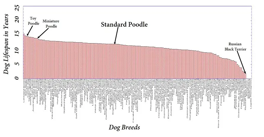 comparing the lifespan of standard poodle to other dog breeds
