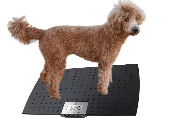 Standard poodle on weight scale
