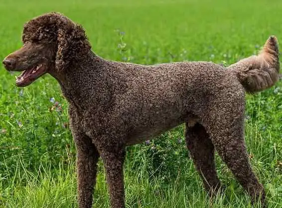 brown chocolate poodle
