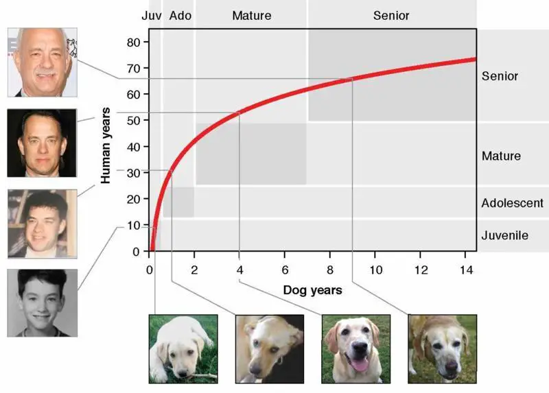 graph of formula to covert dog age to human age