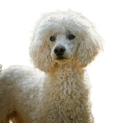a cream poodle