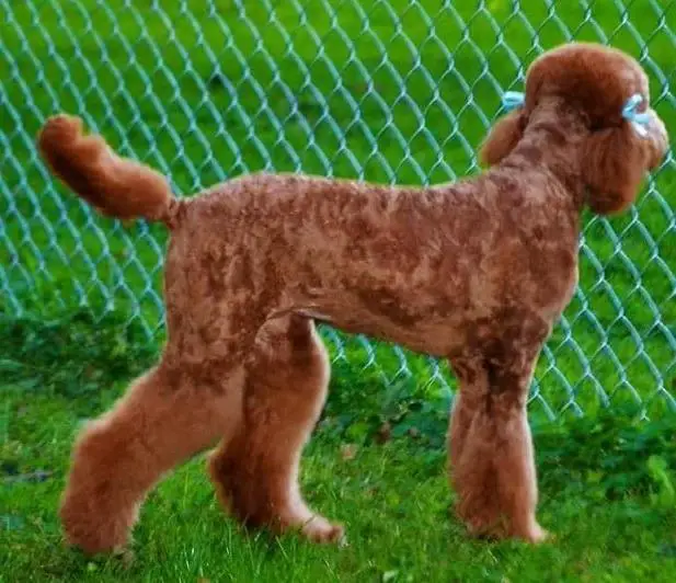 a red poodle