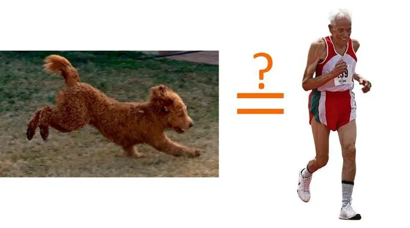 running poodle equals to running man?
