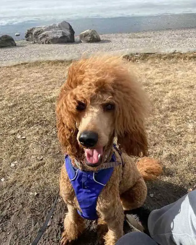 a poodle at one year of age