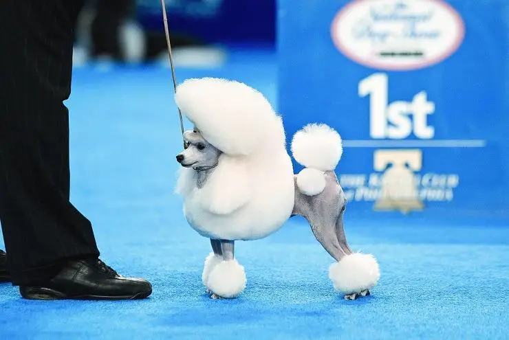 toy poodle at dog show